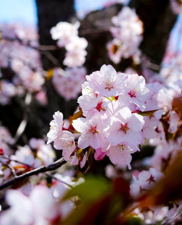 The Beautiful Cherry Blossom Festivals in Hokkaido Japan Are