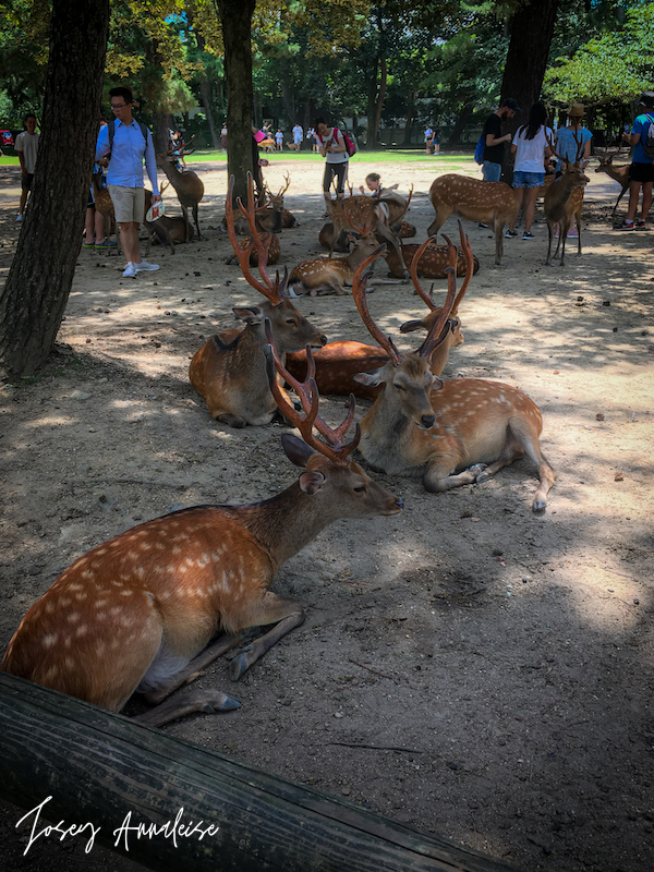 A Touch of Movie Magic and Special Deer Everywhere: Osaka and Nara ...